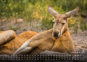 Australien - das Land der Kängurus - 2027 - Kalender