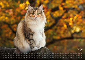 Miau - Unsere Stubentiger - Der Katzenkalender - 2027 - Kalender