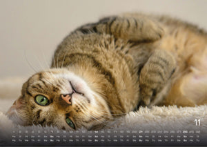 Miau - Unsere Stubentiger - Der Katzenkalender - 2027 - Kalender