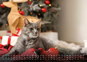 Miau - Unsere Stubentiger - Der Katzenkalender - 2027 - Kalender