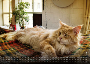Miau - Unsere Stubentiger - Der Katzenkalender - 2027 - Kalender