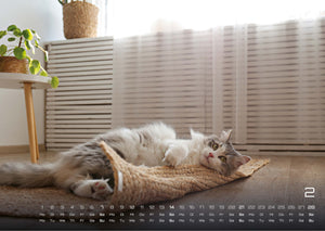 Miau - Unsere Stubentiger - Der Katzenkalender - 2027 - Kalender