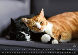 Miau - Unsere Stubentiger - Der Katzenkalender - 2027 - Kalender