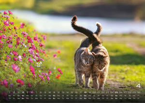 Miau - Unsere Stubentiger - Der Katzenkalender - 2027 - Kalender