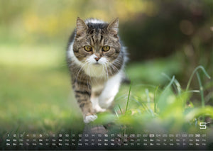 Miau - Unsere Stubentiger - Der Katzenkalender - 2027 - Kalender