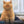 Miau - Unsere Stubentiger - Der Katzenkalender - 2027 - Kalender