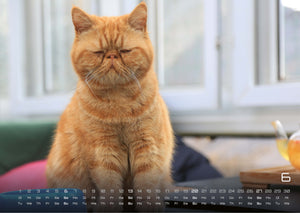 Miau - Unsere Stubentiger - Der Katzenkalender - 2027 - Kalender