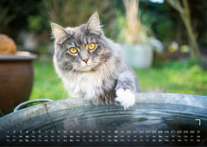 Miau - Unsere Stubentiger - Der Katzenkalender - 2027 - Kalender