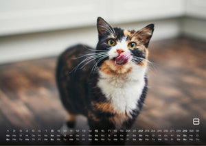 Miau - Unsere Stubentiger - Der Katzenkalender - 2027 - Kalender