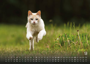 Miau - Unsere Stubentiger - Der Katzenkalender - 2027 - Kalender