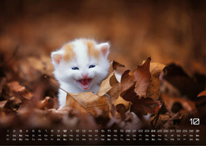 Miau Kids - kleine Tiger ganz groß - Der Katzenkalender - 2027 - Kalender