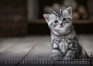 Miau Kids - kleine Tiger ganz groß - Der Katzenkalender - 2027 - Kalender