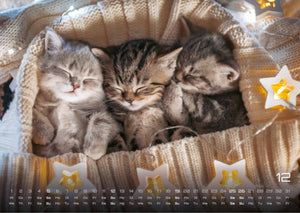 Miau Kids - kleine Tiger ganz groß - Der Katzenkalender - 2027 - Kalender