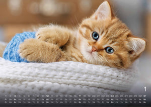 Miau Kids - kleine Tiger ganz groß - Der Katzenkalender - 2027 - Kalender