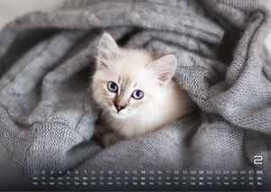 Miau Kids - kleine Tiger ganz groß - Der Katzenkalender - 2027 - Kalender