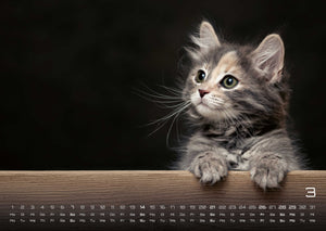 Miau Kids - kleine Tiger ganz groß - Der Katzenkalender - 2027 - Kalender