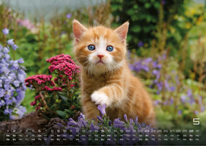 Miau Kids - kleine Tiger ganz groß - Der Katzenkalender - 2027 - Kalender