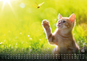 Miau Kids - kleine Tiger ganz groß - Der Katzenkalender - 2027 - Kalender