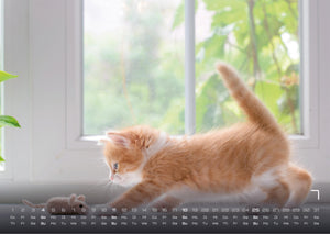 Miau Kids - kleine Tiger ganz groß - Der Katzenkalender - 2027 - Kalender