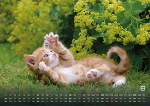 Miau Kids - kleine Tiger ganz groß - Der Katzenkalender - 2027 - Kalender