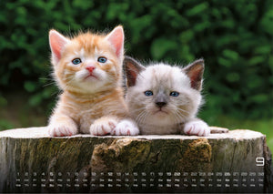 Miau Kids - kleine Tiger ganz groß - Der Katzenkalender - 2027 - Kalender