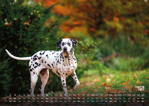 Wuff - Unsere Vierbeiner - Der Hundekalender- 2027 - Kalender