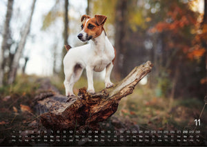 Wuff - Unsere Vierbeiner - Der Hundekalender- 2027 - Kalender