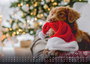Wuff - Unsere Vierbeiner - Der Hundekalender- 2027 - Kalender