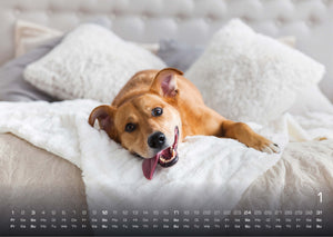 Wuff - Unsere Vierbeiner - Der Hundekalender- 2027 - Kalender