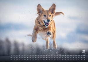 Wuff - Unsere Vierbeiner - Der Hundekalender- 2027 - Kalender