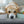 Wuff - Unsere Vierbeiner - Der Hundekalender- 2027 - Kalender