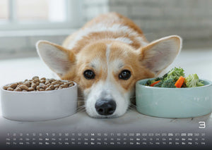 Wuff - Unsere Vierbeiner - Der Hundekalender- 2027 - Kalender