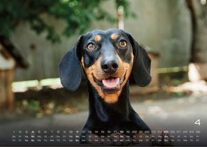 Wuff - Unsere Vierbeiner - Der Hundekalender- 2027 - Kalender
