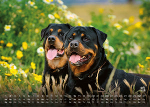 Wuff - Unsere Vierbeiner - Der Hundekalender- 2027 - Kalender