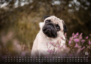 Wuff - Unsere Vierbeiner - Der Hundekalender- 2027 - Kalender