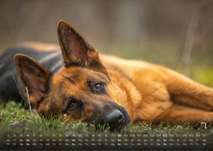 Wuff - Unsere Vierbeiner - Der Hundekalender- 2027 - Kalender