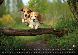 Wuff - Unsere Vierbeiner - Der Hundekalender- 2027 - Kalender