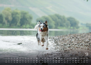 Wuff - Unsere Vierbeiner - Der Hundekalender- 2027 - Kalender