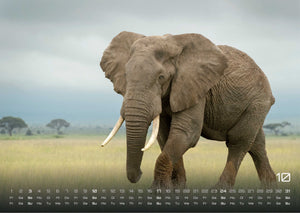 Elefanten - einzigartige Giganten - 2027 - Kalender