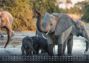 Elefanten - einzigartige Giganten - 2027 - Kalender