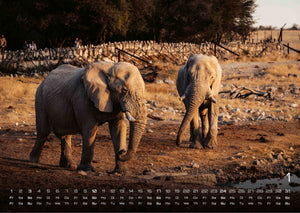 Elefanten - einzigartige Giganten - 2027 - Kalender