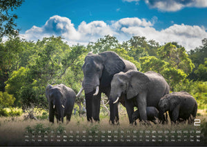 Elefanten - einzigartige Giganten - 2027 - Kalender