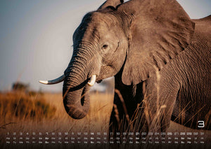 Elefanten - einzigartige Giganten - 2027 - Kalender