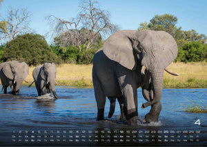 Elefanten - einzigartige Giganten - 2027 - Kalender