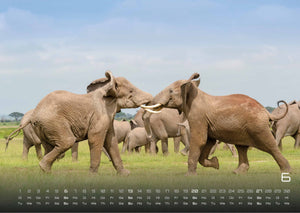 Elefanten - einzigartige Giganten - 2027 - Kalender