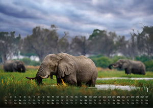 Elefanten - einzigartige Giganten - 2027 - Kalender