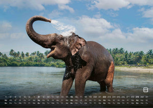 Elefanten - einzigartige Giganten - 2027 - Kalender