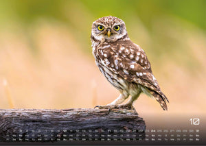 Eulen - Wächter der Nacht - 2027 - Kalender