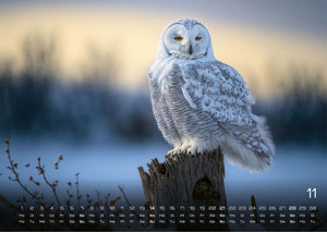 Eulen - Wächter der Nacht - 2027 - Kalender
