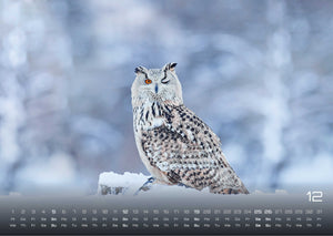 Eulen - Wächter der Nacht - 2027 - Kalender
